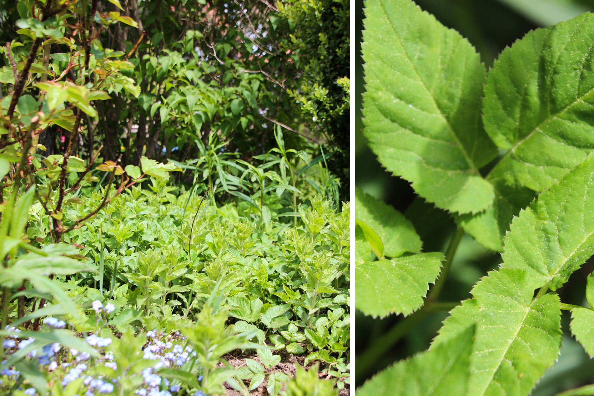 chez-soi_Blog_Aus-Unkraut-Limonade-machen_02