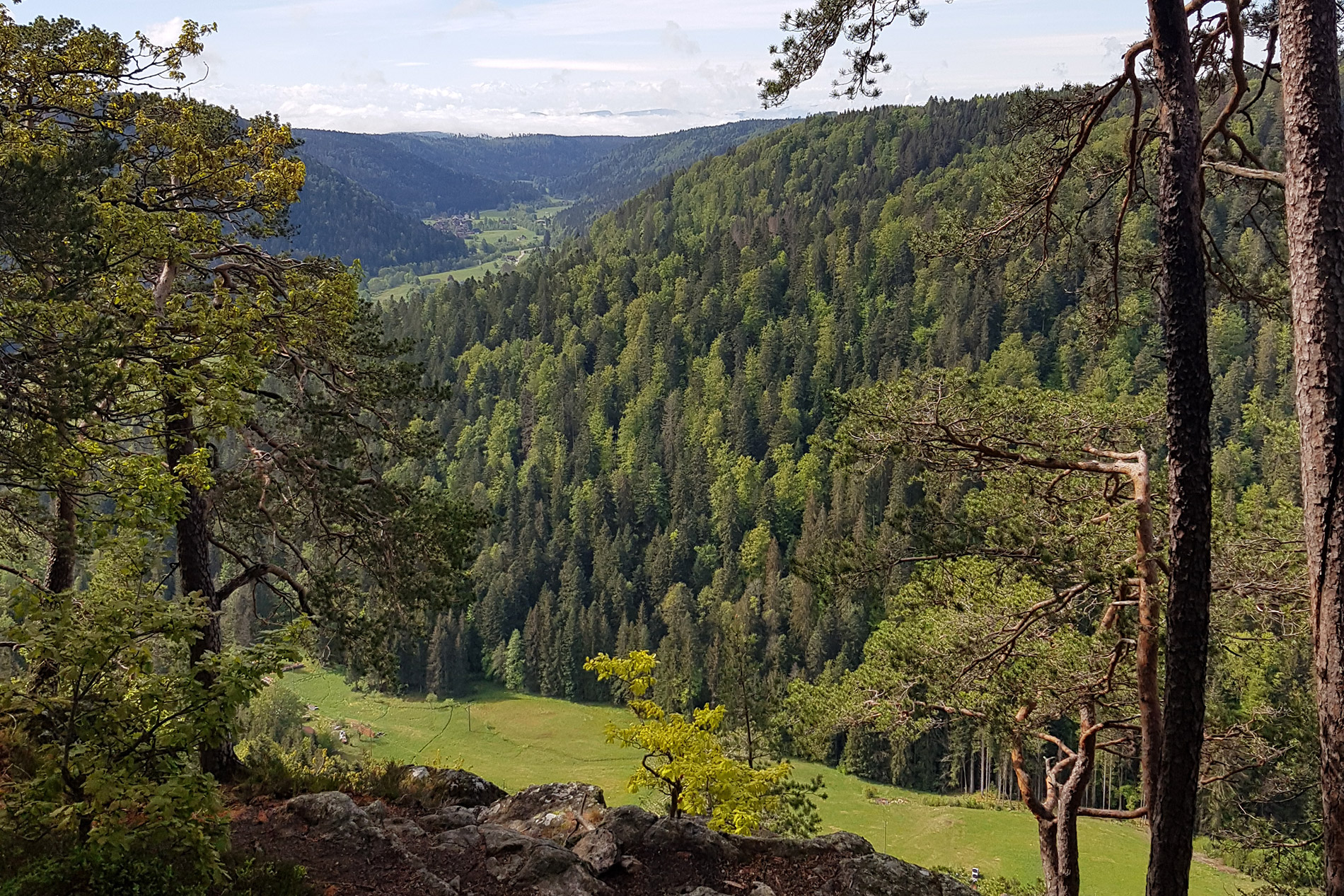 chez-soi_Blog_Nachhaltige-Holzwirtschaft-und-FSC_02