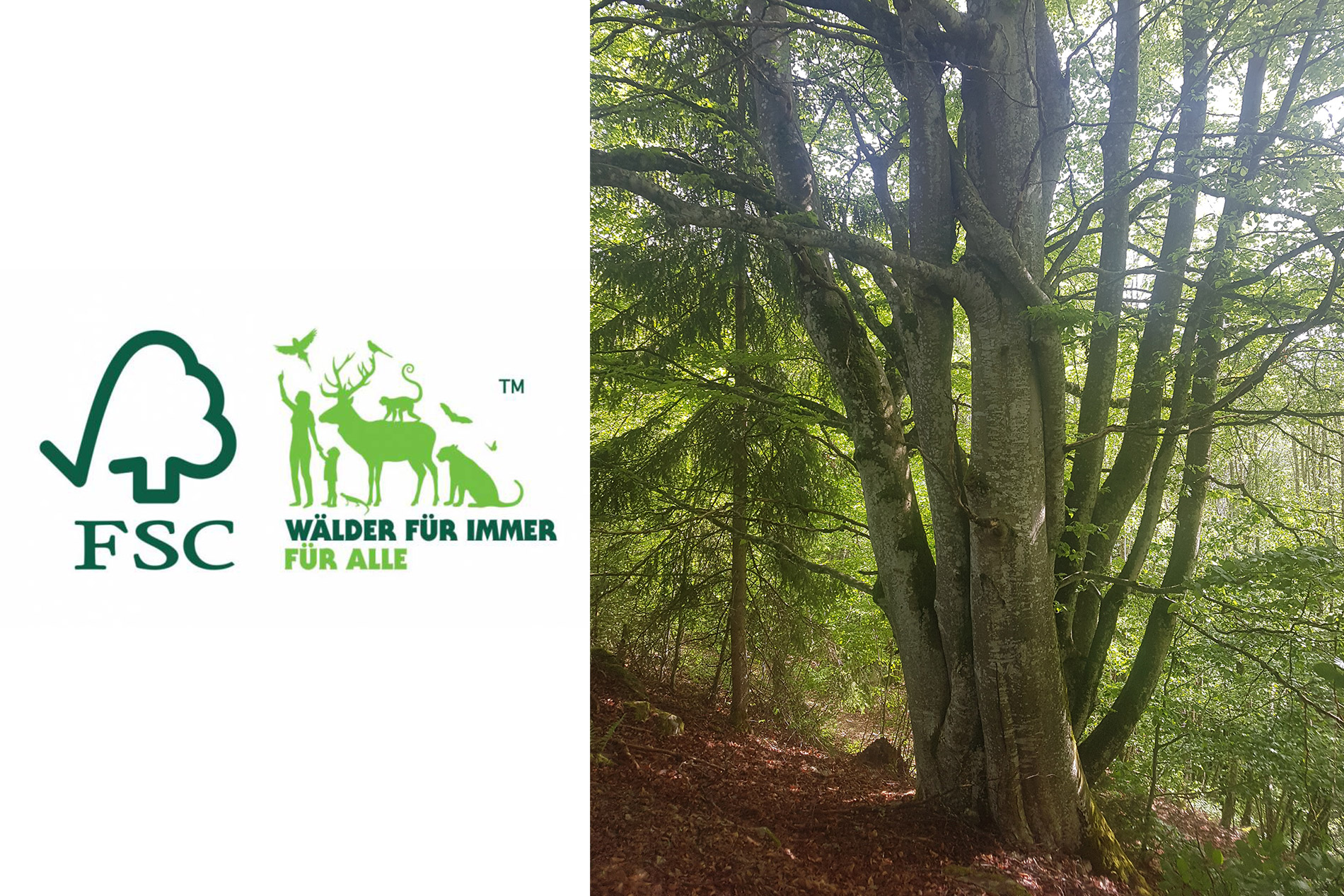 chez-soi_Blog_Nachhaltige-Holzwirtschaft-und-FSC_03