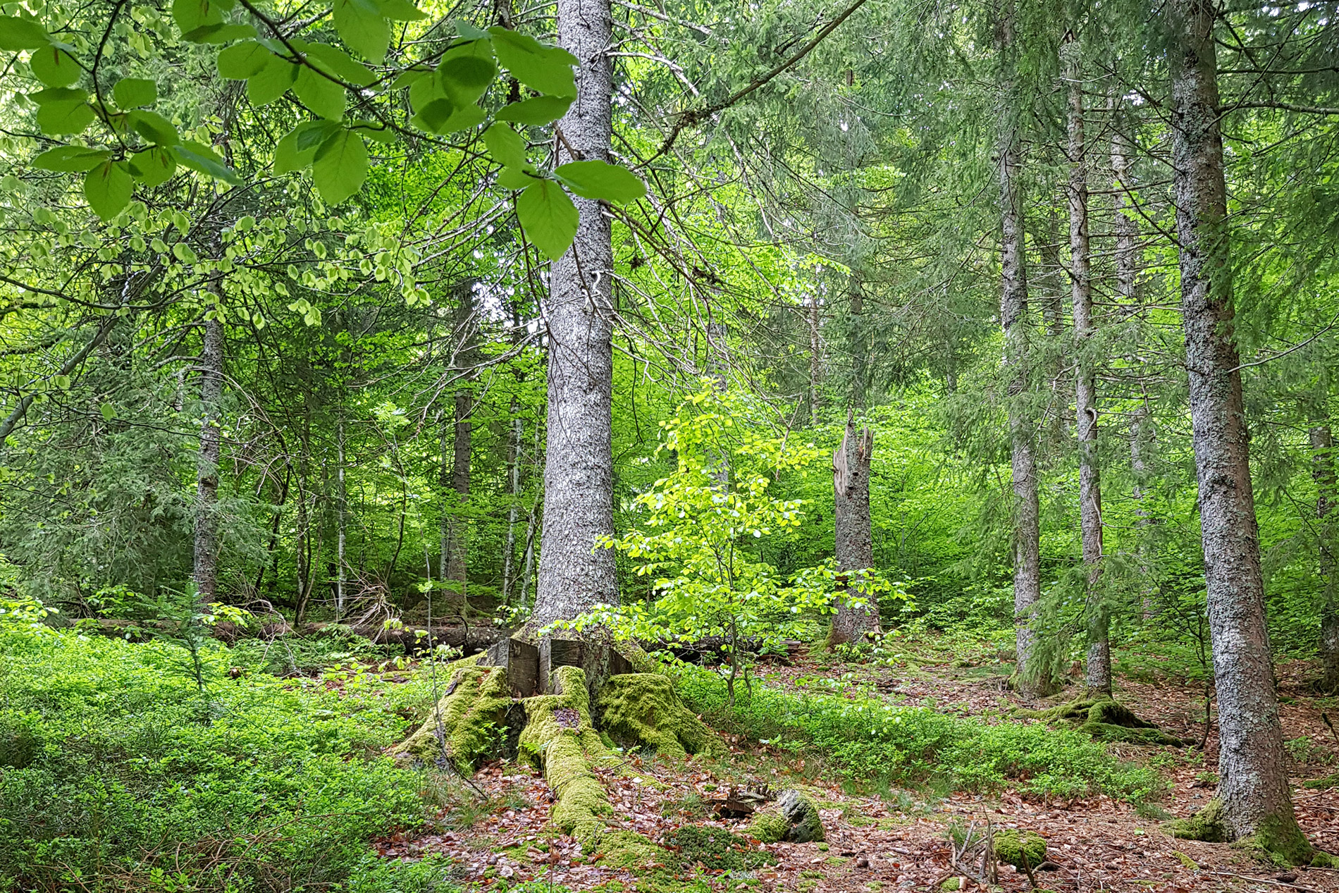 chez-soi_Blog_Nachhaltige-Holzwirtschaft-und-FSC_04